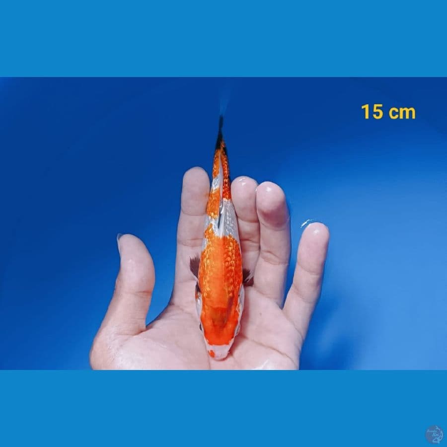 Ginrin 15 cm