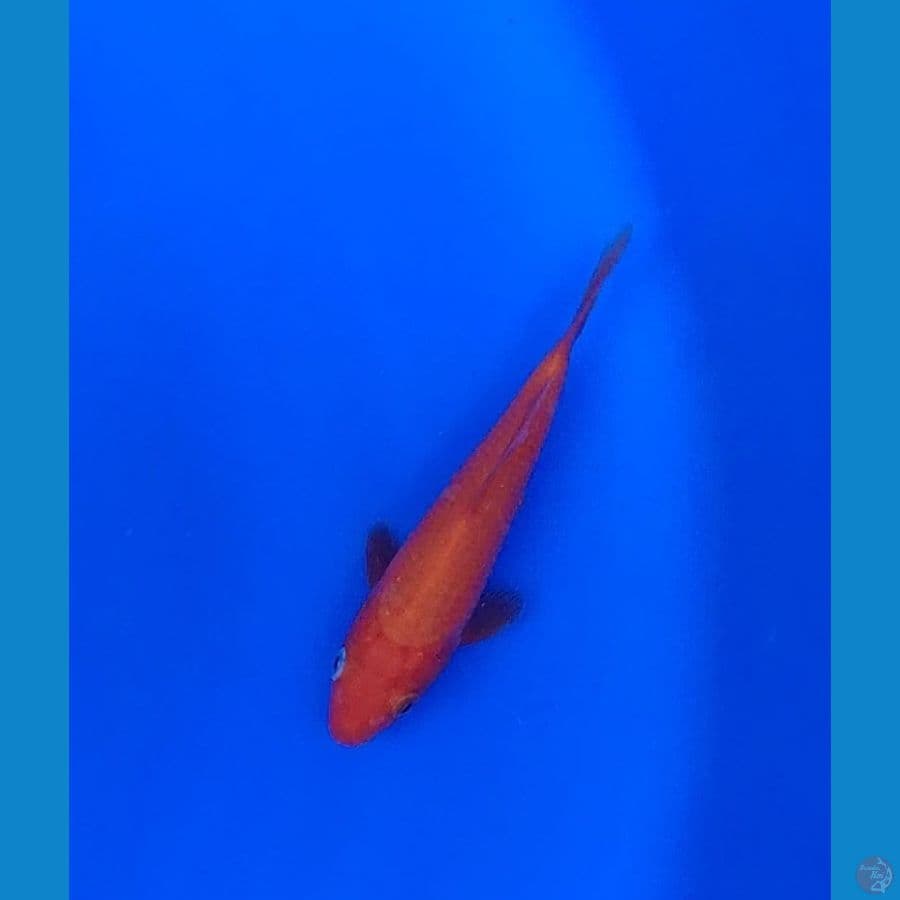 Koi Import Jepang Benigoi 14cm Sertifikat Breeder (Momotaro)
