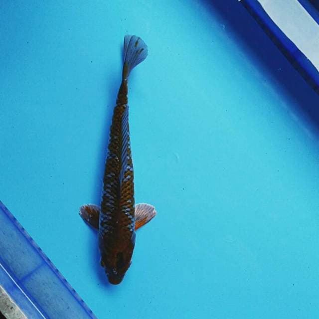 Ochiba ori 29cm male