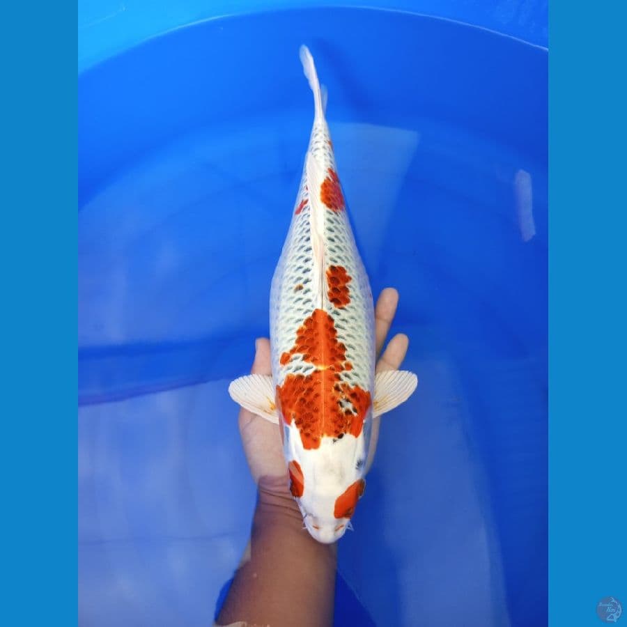 kujaku kacamat - 38cm fml