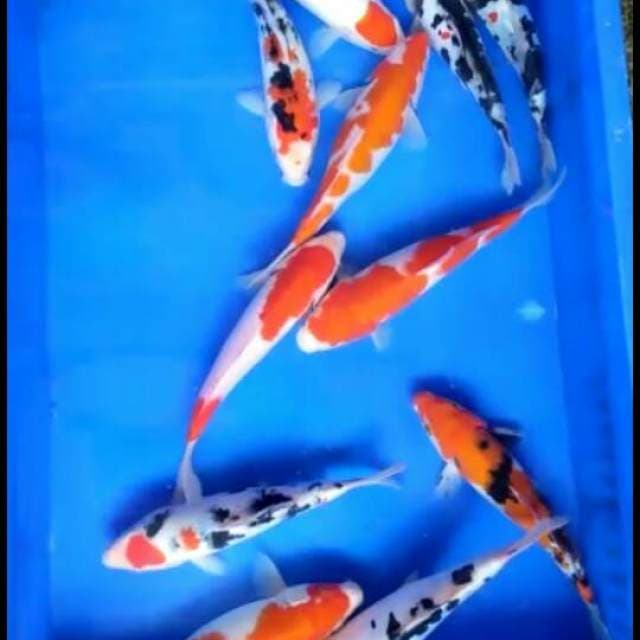 Mix gosanke 21-24cm