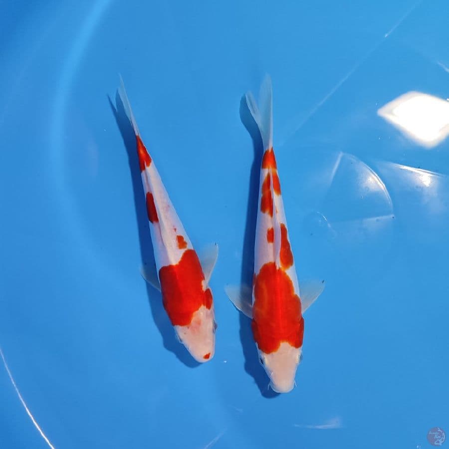 kohaku doitsu