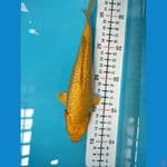 karasi ginrin padat 20cm