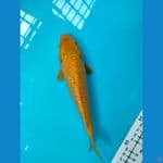 karasi ginrin padat 20cm