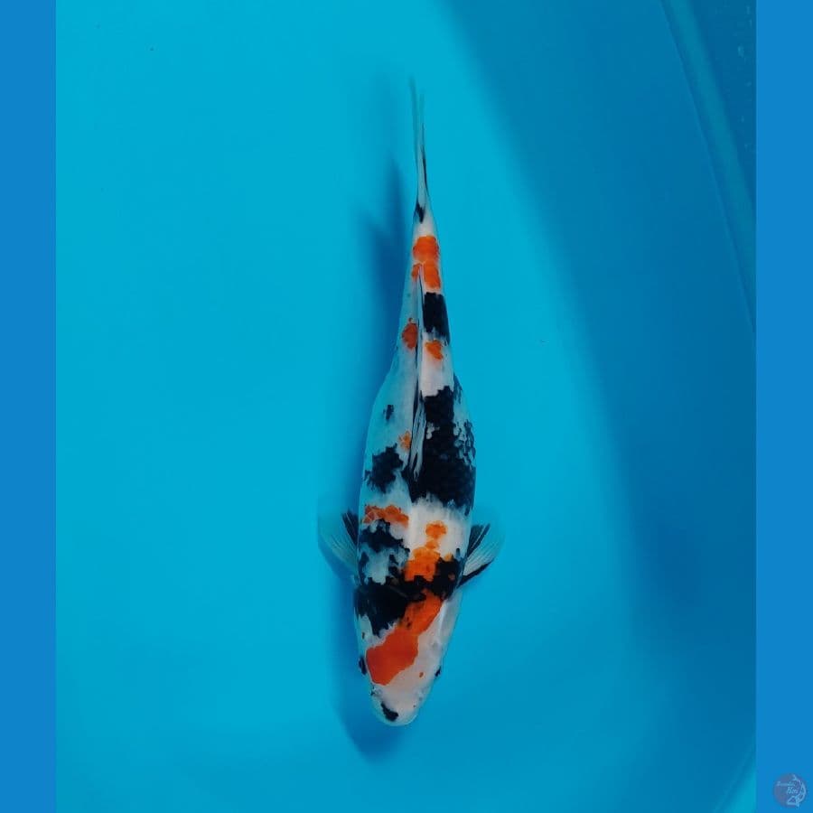 kinday showa 38cm