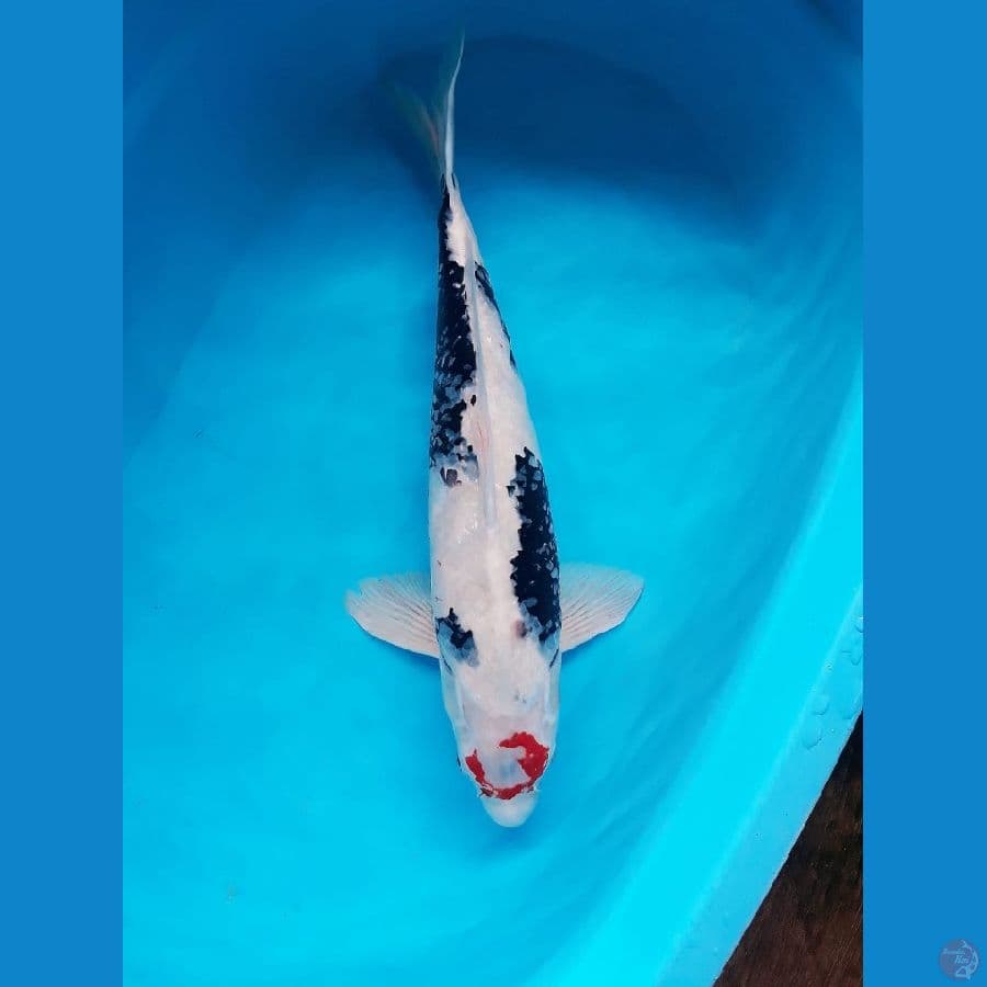 Showa Jumbo Male 52cm