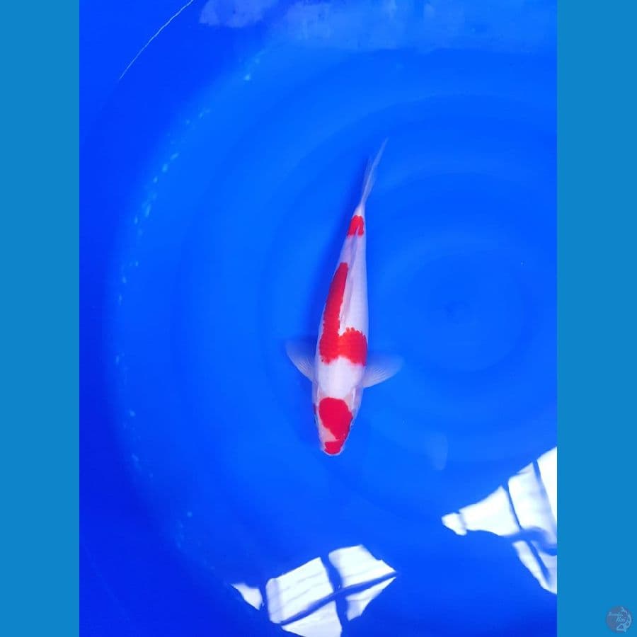 Kuhaku 26cm male super strong original 