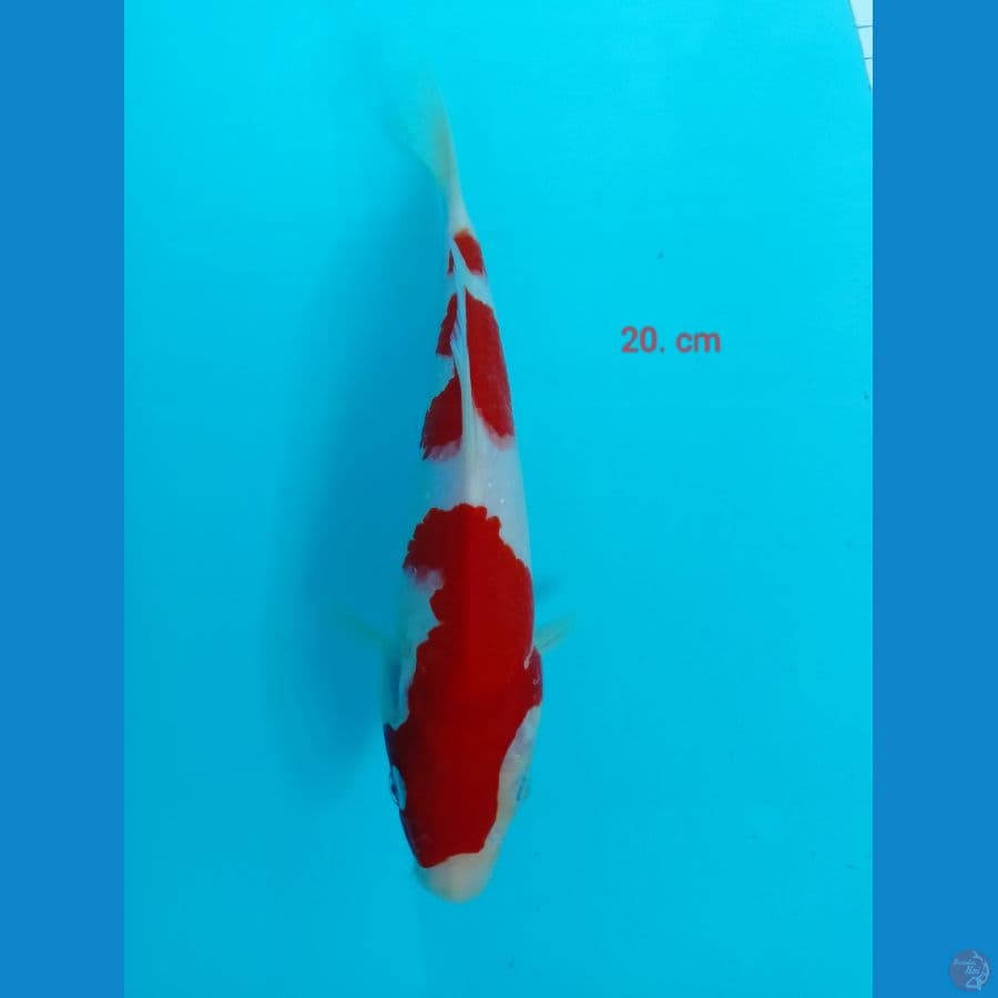 kohaku 20 cm