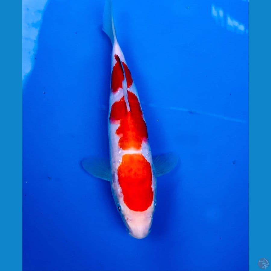 kohaku 23cm