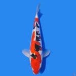 "SUMO" SANKEE DOITSU ORIGINAL 30 cm HQ+++