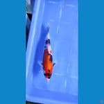 SHOWA 29 cm malee body jos mantep 