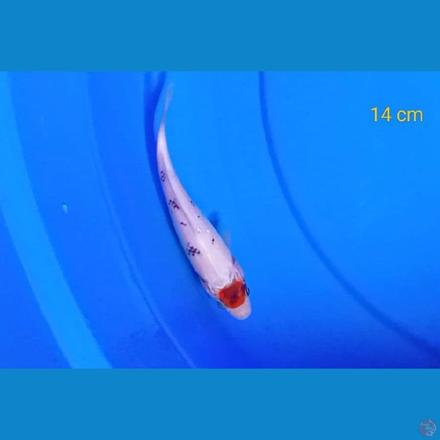 Tancho showa 14 cm