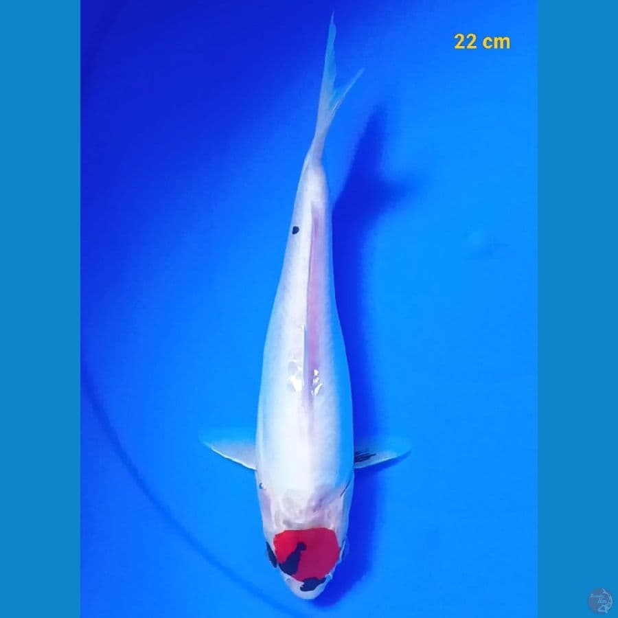 Tancho showa doit 22 cm