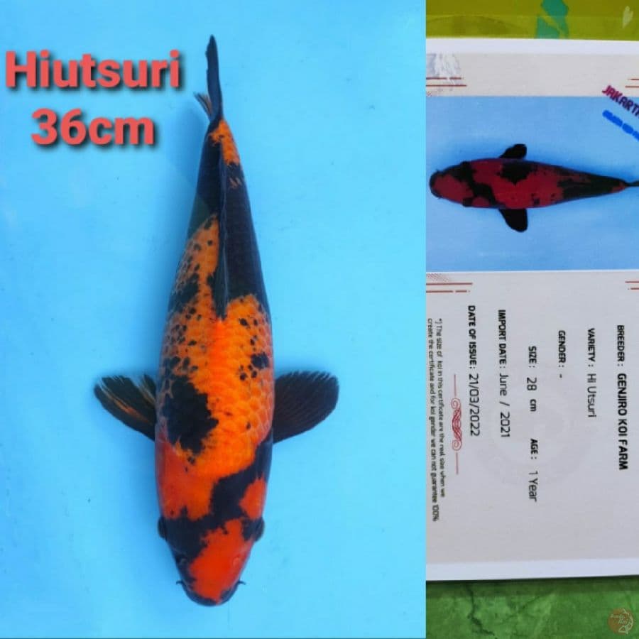 GENJIRO HIUTSURI 26CM SERTI