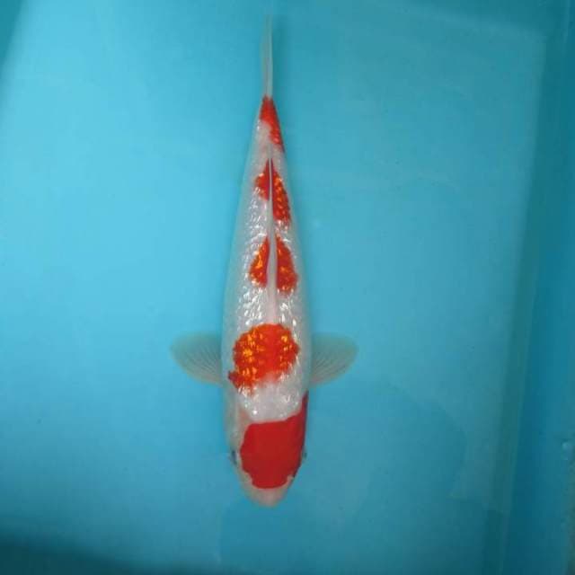 KENZO 6 - KOHAKU 5 STEPS GIN RIN