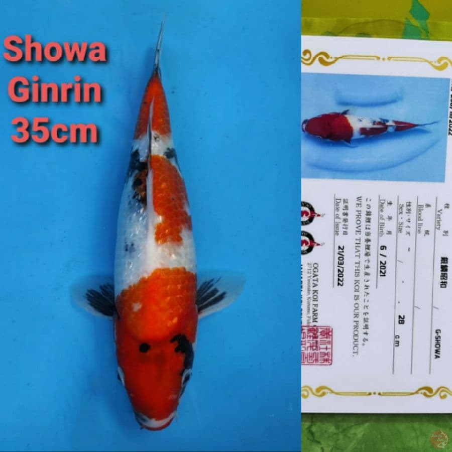 OGATA SHOWA GINRIN 35CM SERTI