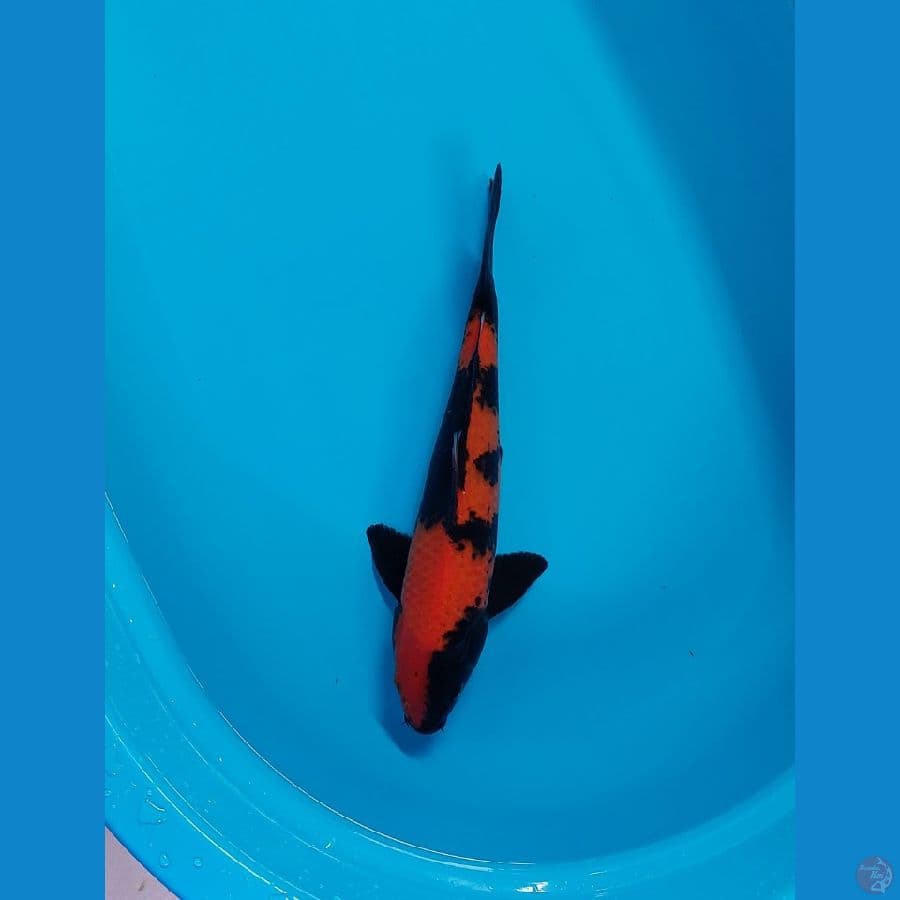 hi utsuri male 35cm