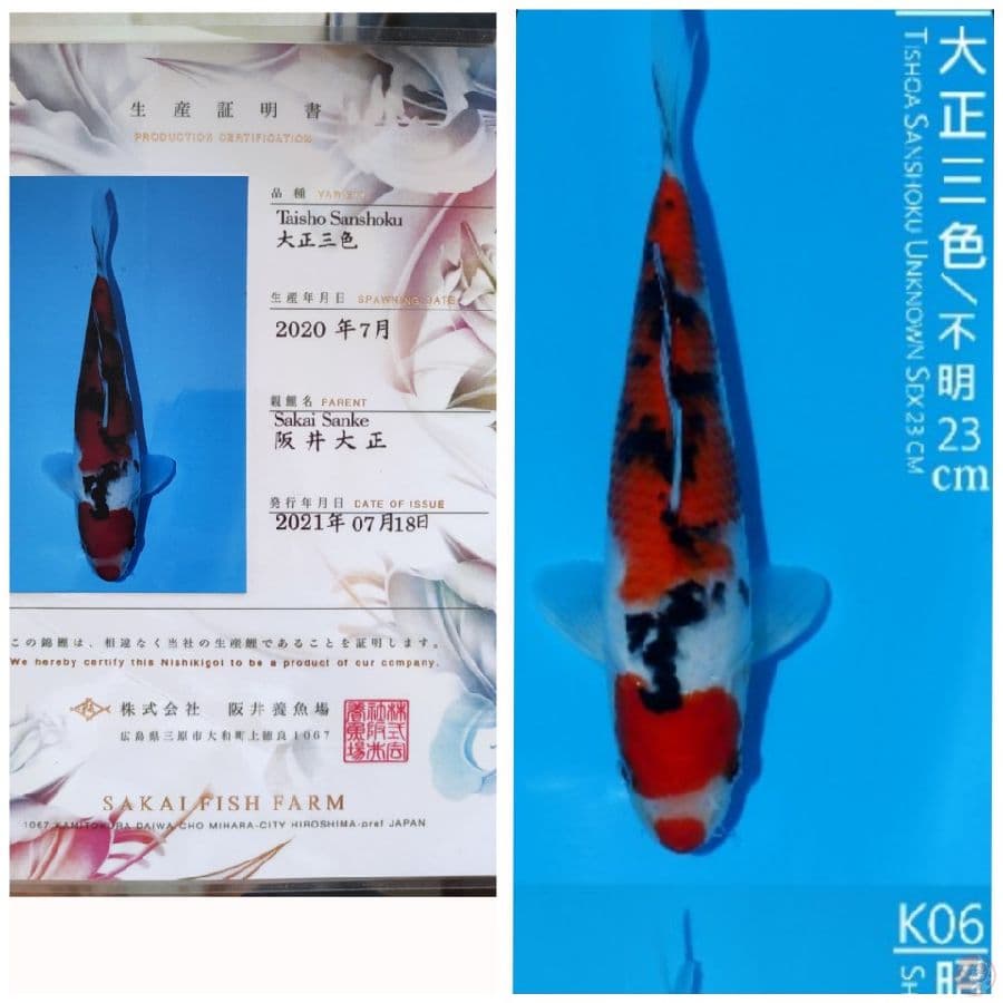 Sanke Sakai 33 cm serti