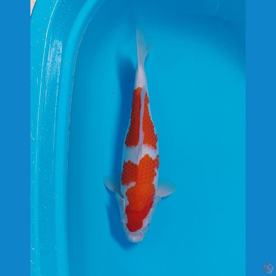 2ekor kohaku super bullly