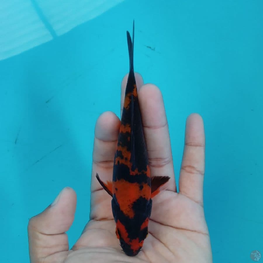 Minion - Hi Utsuri Super A 13cm