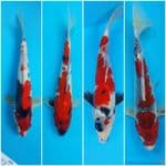 Mix showa n ghosiki 27-30cm