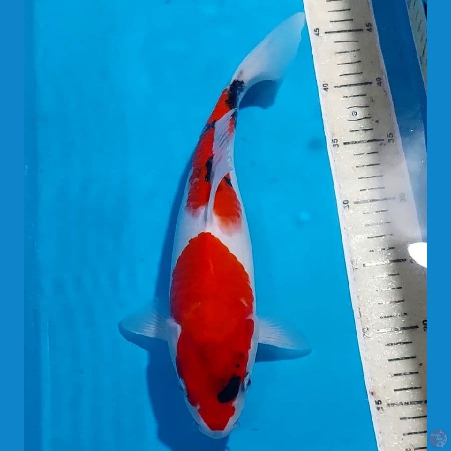 SHOWA BULKY 33 CM