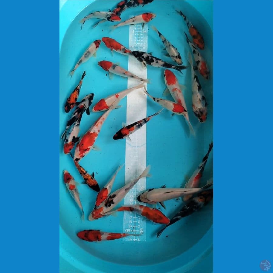Showa mix Ginrin 15-20cm 28 ekor