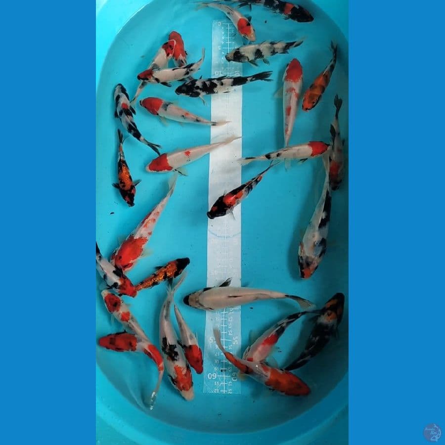 Showa mix Ginrin 15-20cm 28 ekor