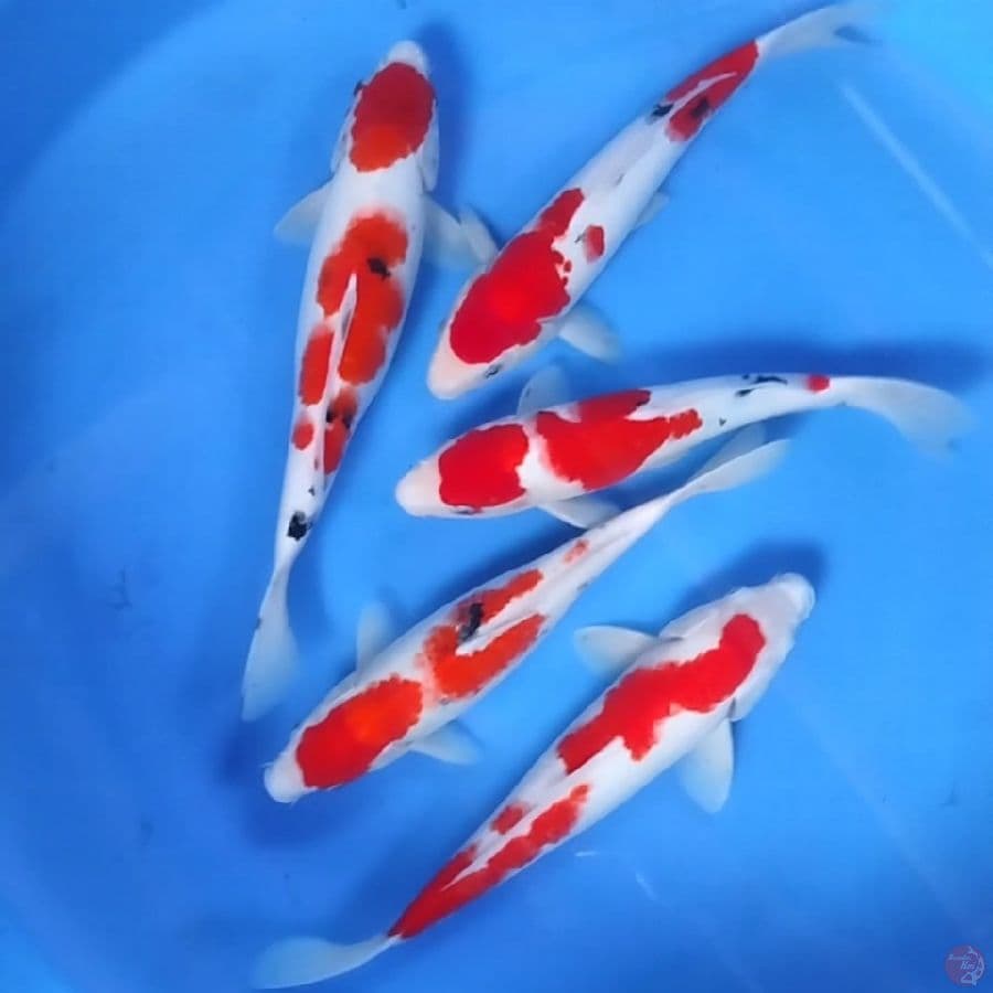 kohaku Sanke 30 - 34CM