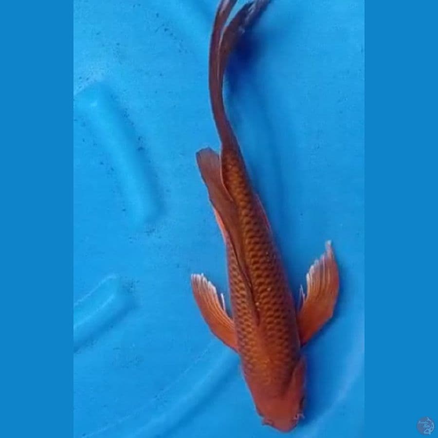 male 50 cm