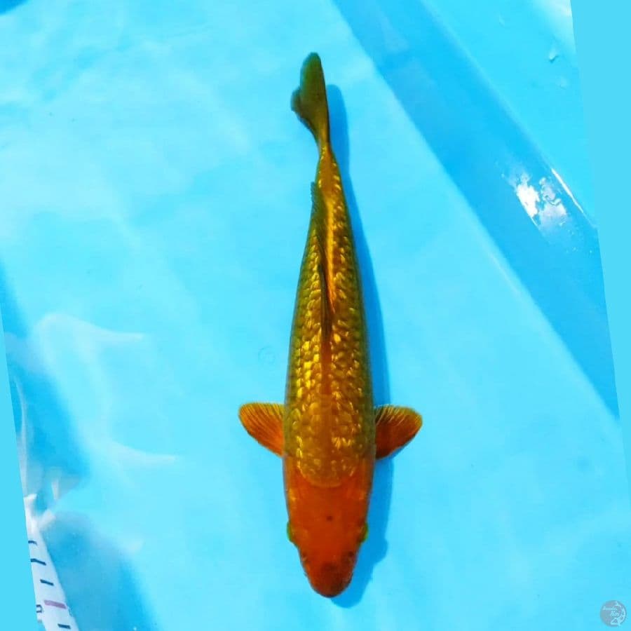 ٤. chagoi ginrin size 30cm fm