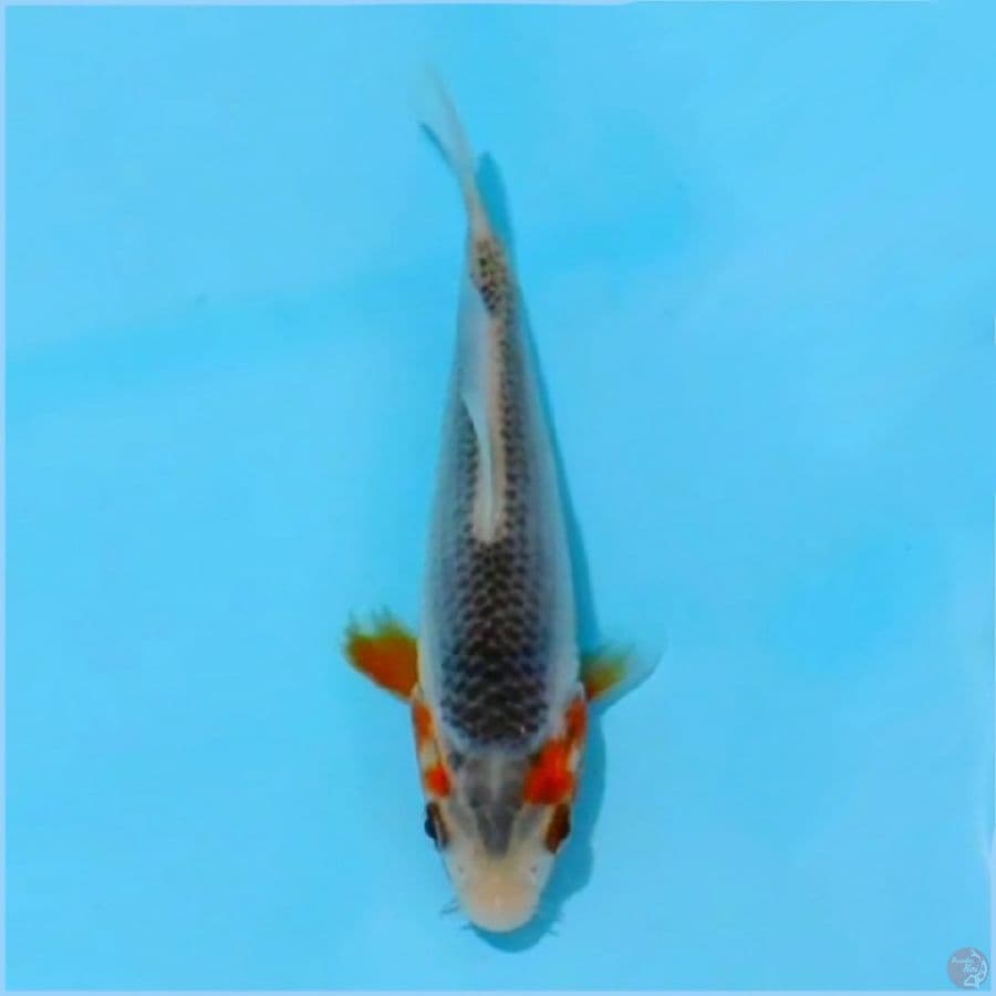 ٥. Asagi SQ minion size 12cm