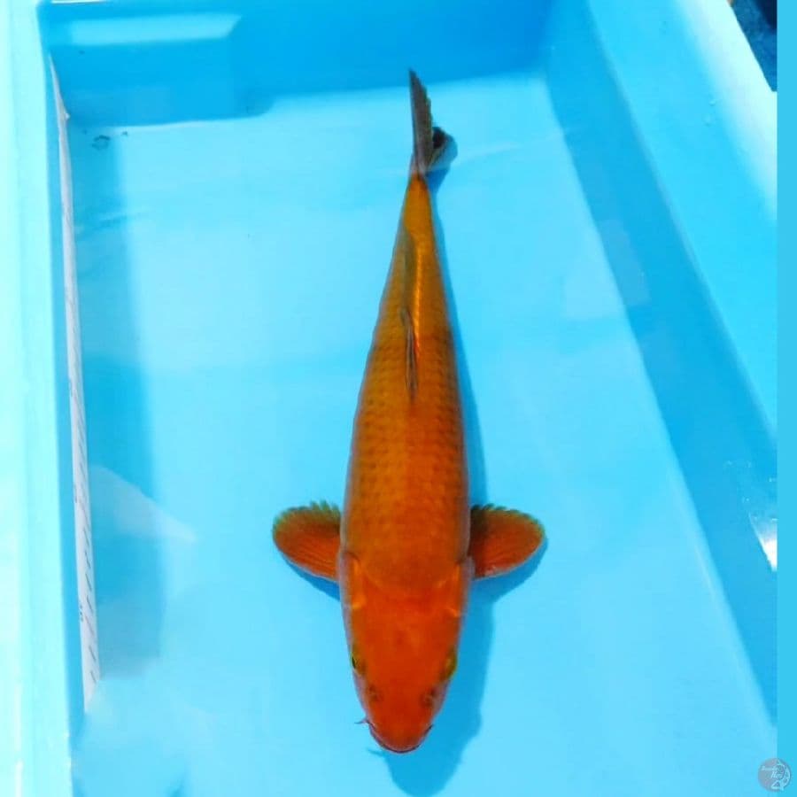 ٩.  chagoi male size 37cm
