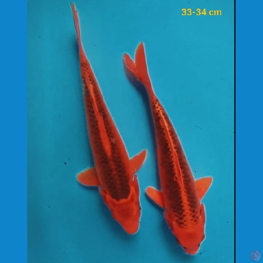 Akamatsuba 33-34 cm