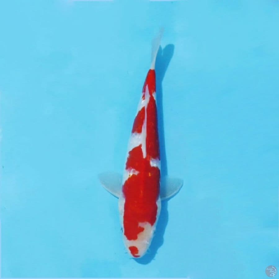١٤. kohaku ginrin original 25cm m