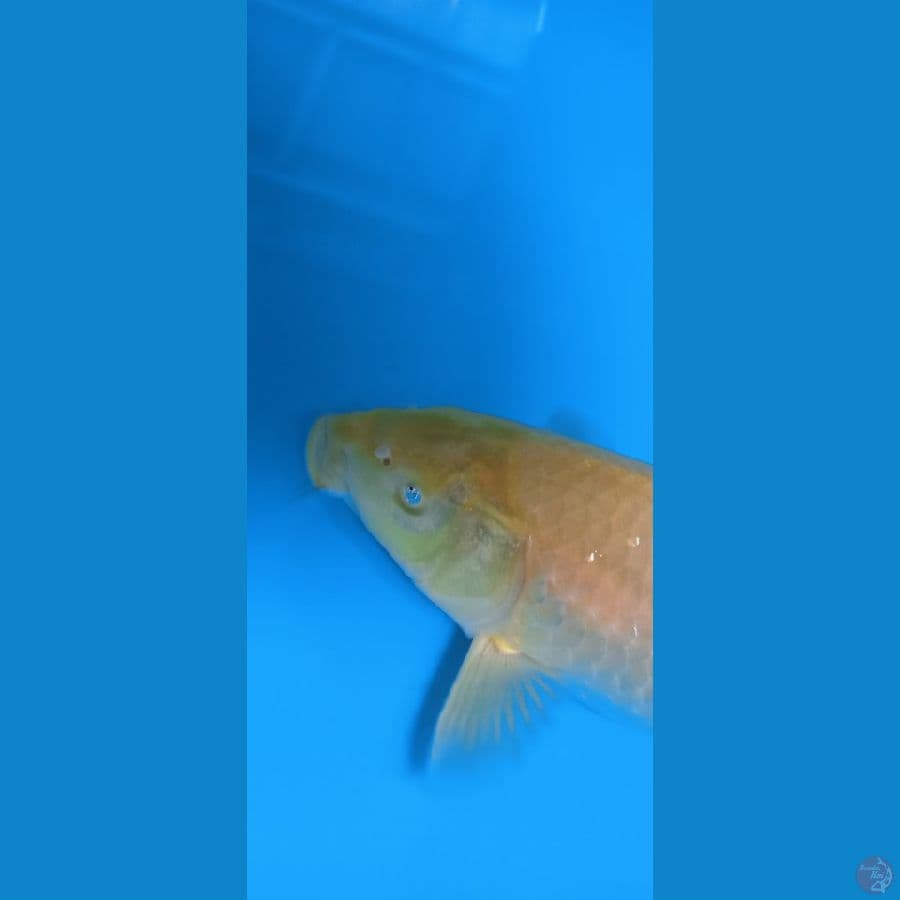 KARASI MATA MERAH MINUS MATA 1 30 CM 