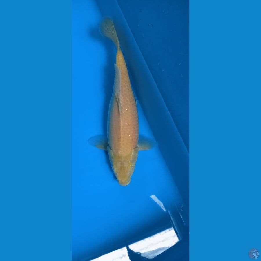 KARASI MATA MERAH MINUS MATA 1 30 CM 