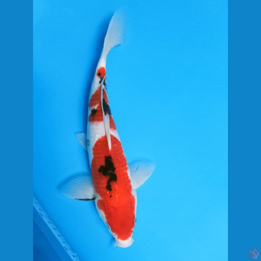 SANKE 31 CM di JANTAN