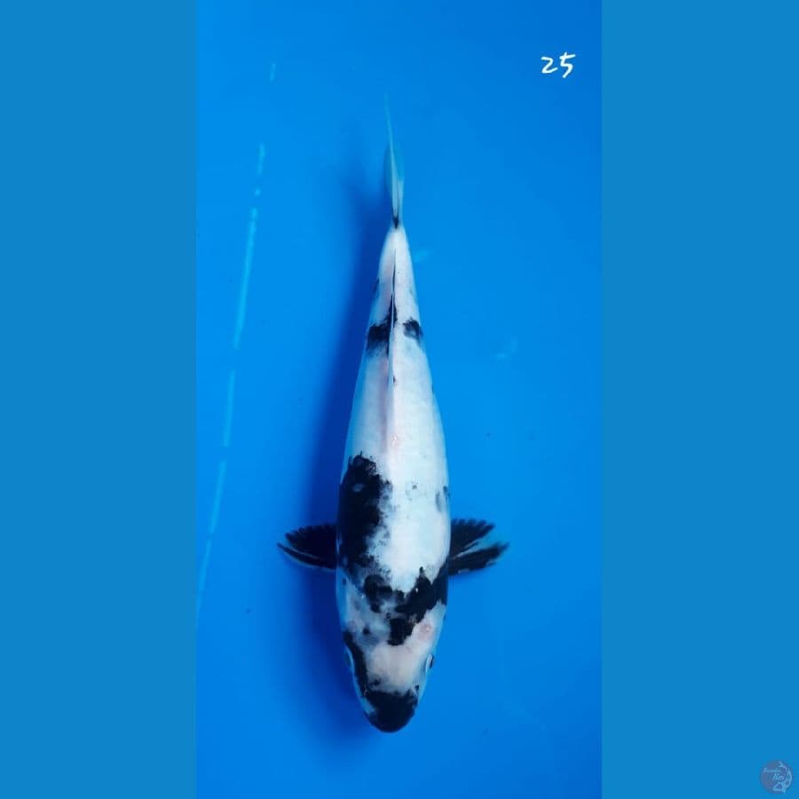 shiro 25cm
