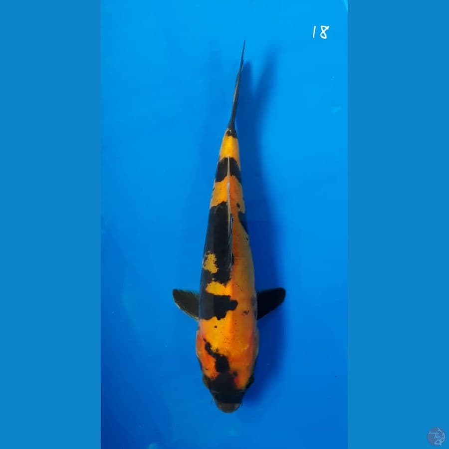 Utsuri doitsu 18cm