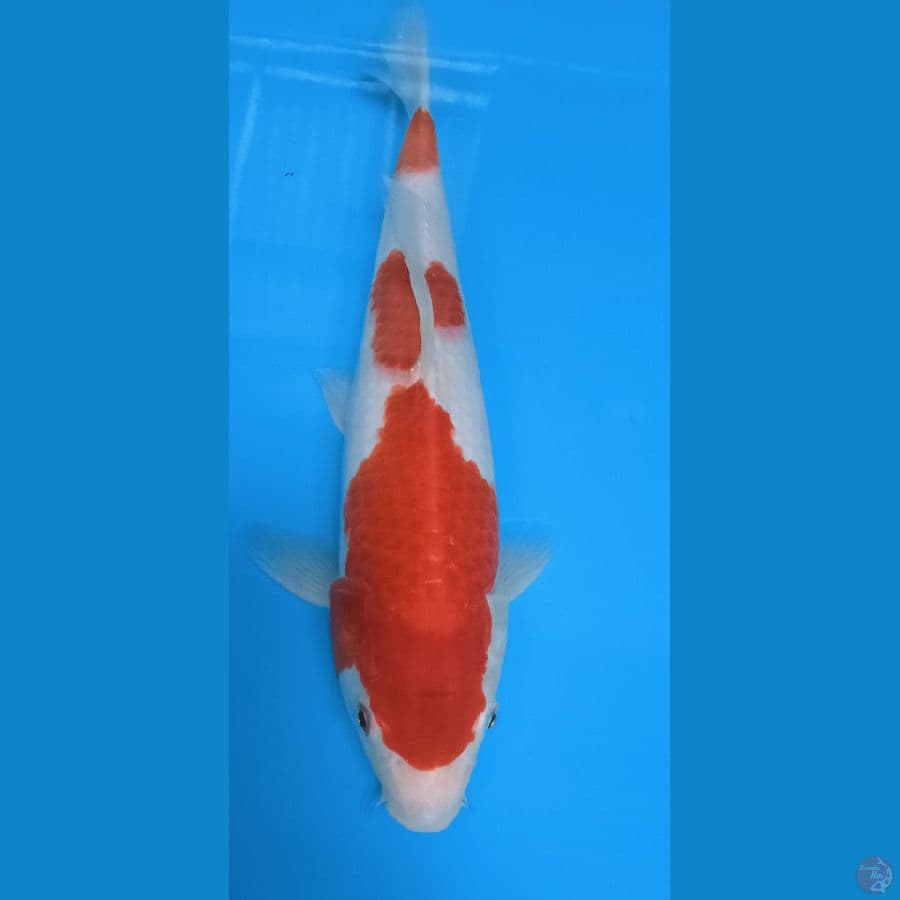 KOHAKU 30 CM
