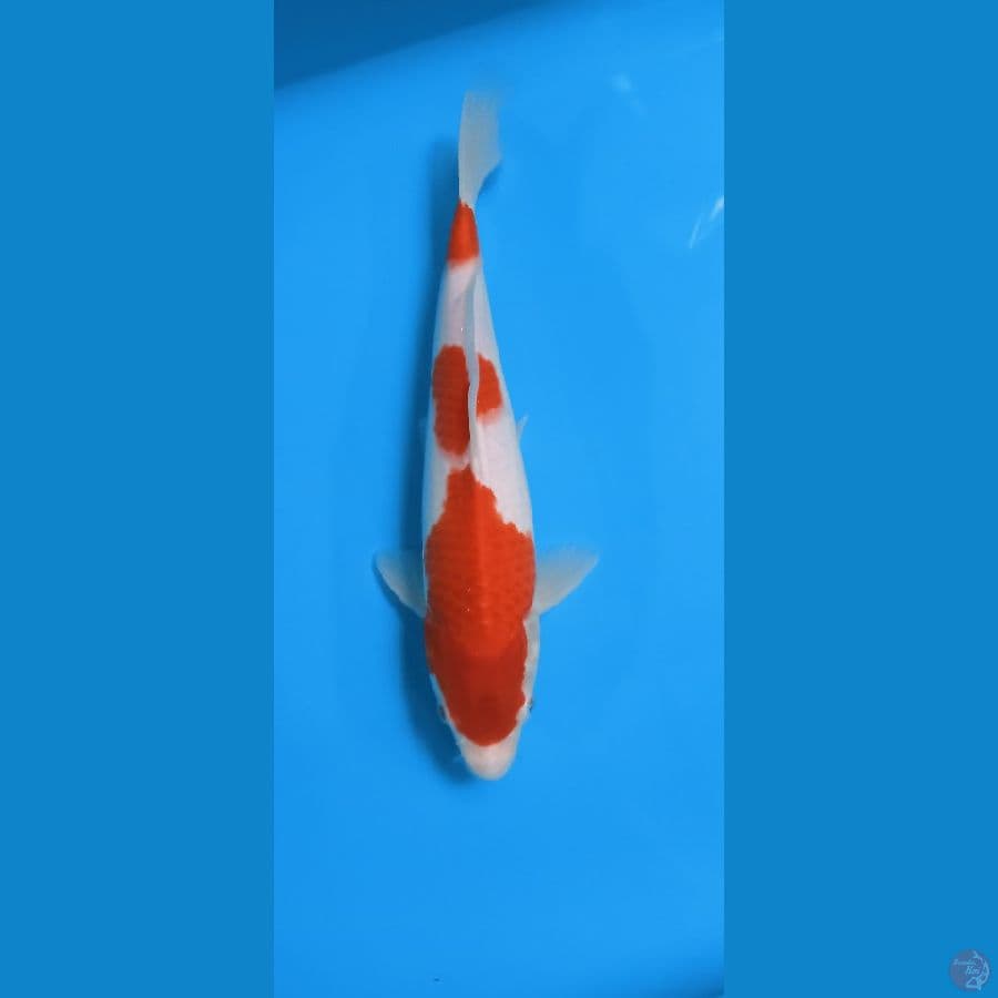 KOHAKU 30 CM