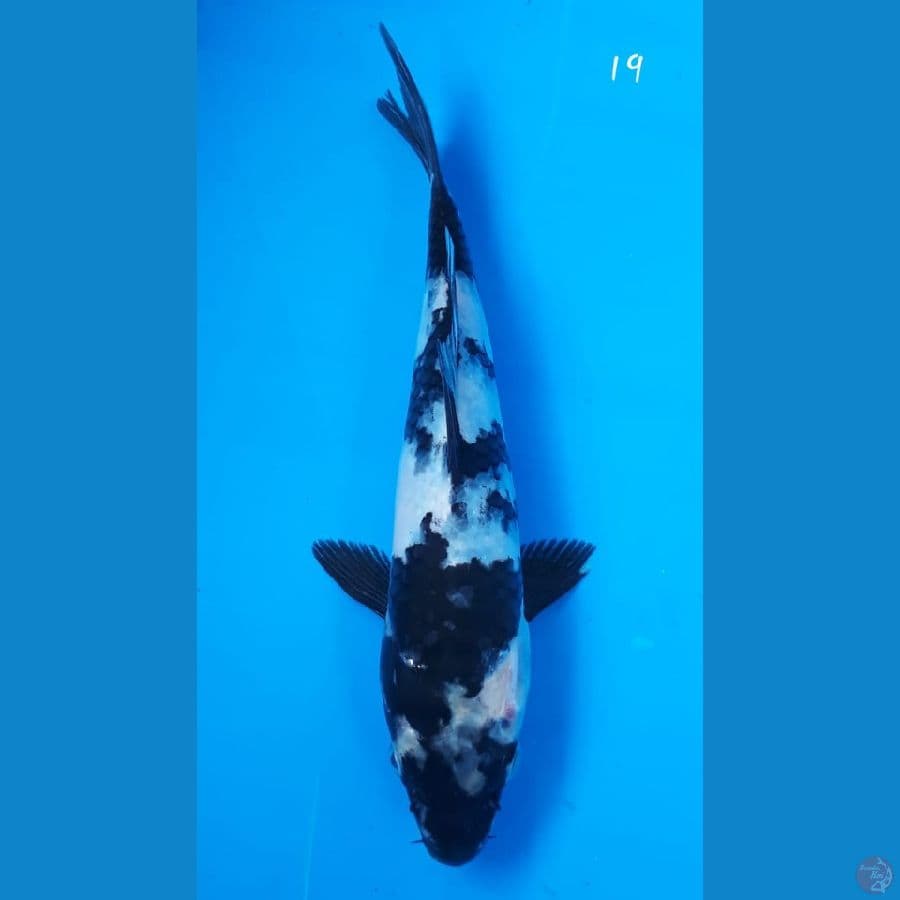 Shiro 19cm