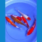 kohaku /midori ginrin  23-26 cm 