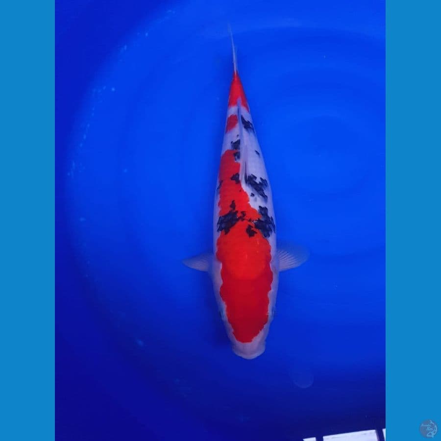 Shanke 45cm kwalitas HQ