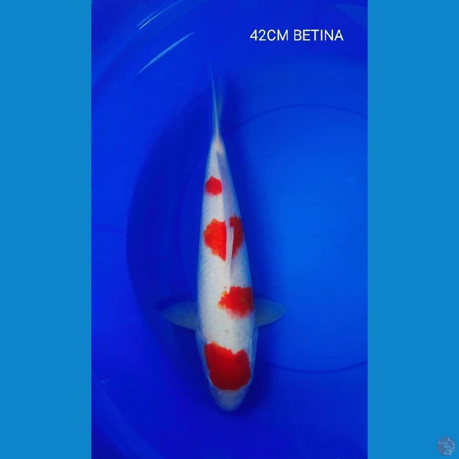 KOHAKU 42CM BETINA ORRI