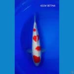 KOHAKU 42CM BETINA ORRI