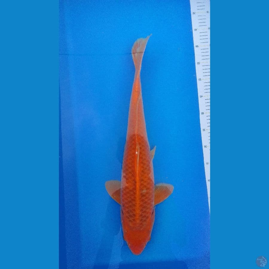 Matsuba 59 cm Male