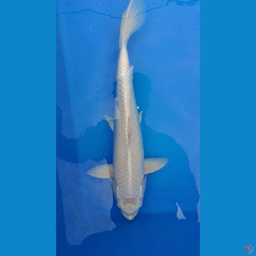 Platinum 46 cm