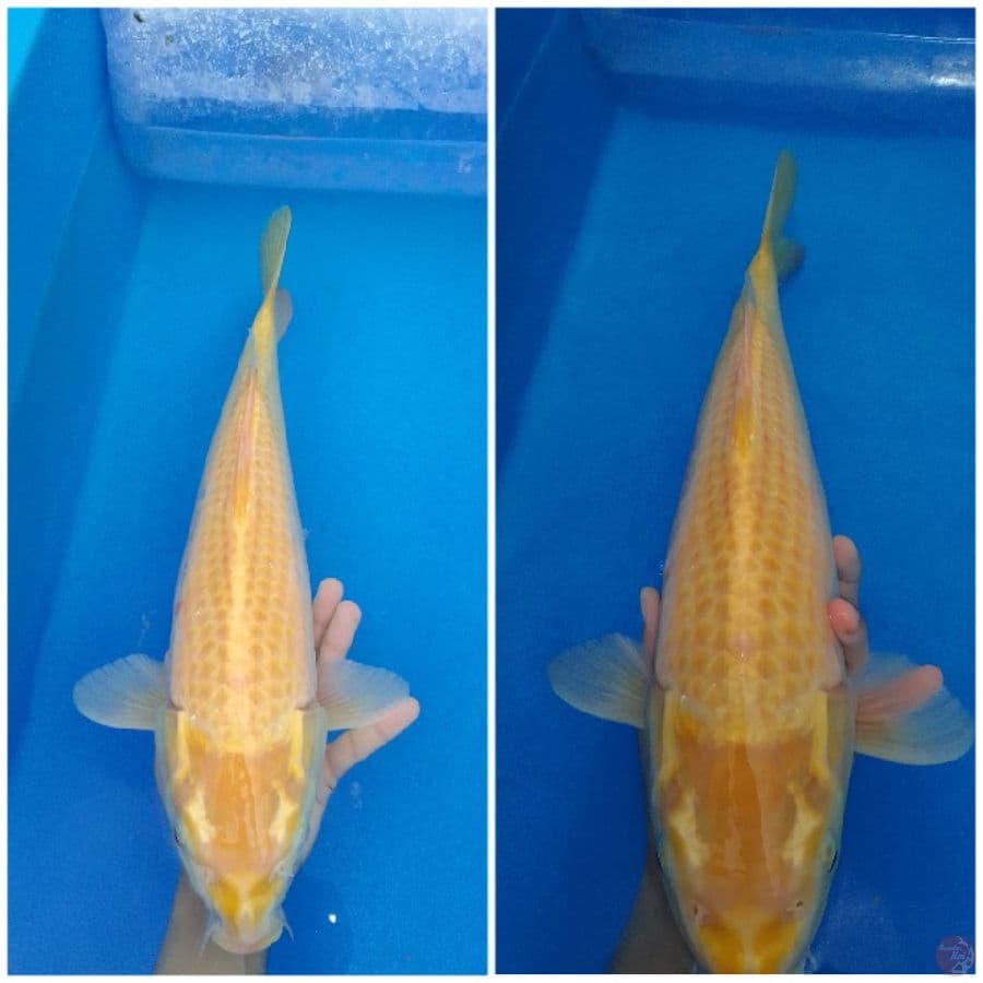 Yamabuki ogon 49 cm 